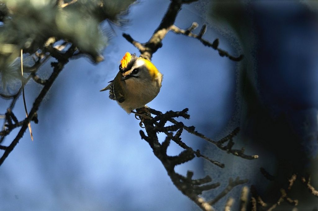 Le piume erettili del fiorrancino (Regulus ignicapillus)